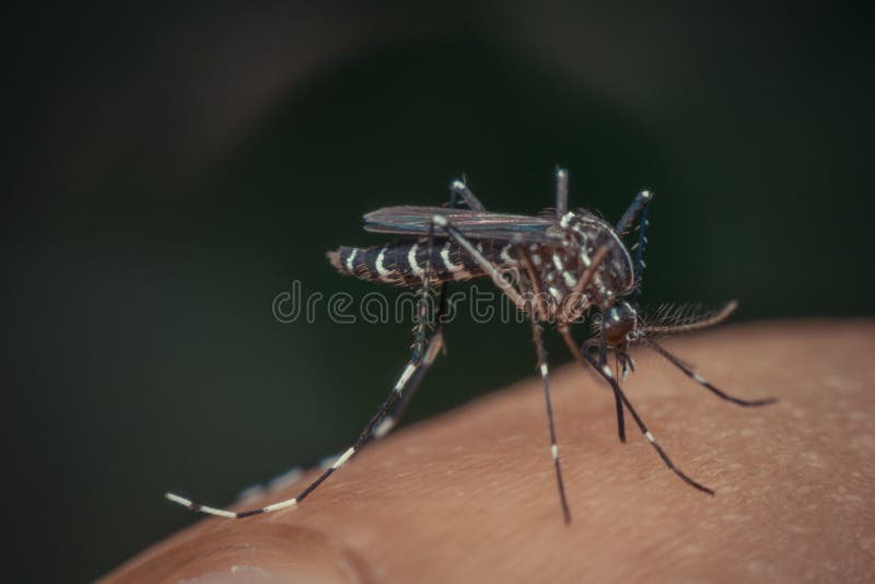 Macro of mosquito (Aedes aegypti) sucking blood close up on the human skin. Mosquito is carrier of Malaria, Encephalitis, Dengue and Zika virus , process in vintage style. Macro of mosquito (Aedes aegypti) sucking blood close up on the human skin. Mosquito is carrier of Malaria, Encephalitis, Dengue and Zika virus , process in vintage style