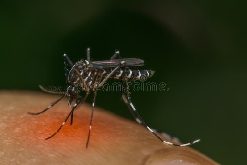 Macro of mosquito (Aedes aegypti) sucking blood close up on the human skin. Mosquito is carrier of Malaria, Encephalitis, Dengue and Zika virus , process in red danger signs style. Macro of mosquito (Aedes aegypti) sucking blood close up on the human skin. Mosquito is carrier of Malaria, Encephalitis, Dengue and Zika virus , process in red danger signs style