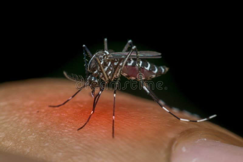 Macro of mosquito (Aedes aegypti) sucking blood close up on the human skin. Mosquito is carrier of Malaria, Encephalitis, Dengue and Zika virus , process in red danger signs style. Macro of mosquito (Aedes aegypti) sucking blood close up on the human skin. Mosquito is carrier of Malaria, Encephalitis, Dengue and Zika virus , process in red danger signs style