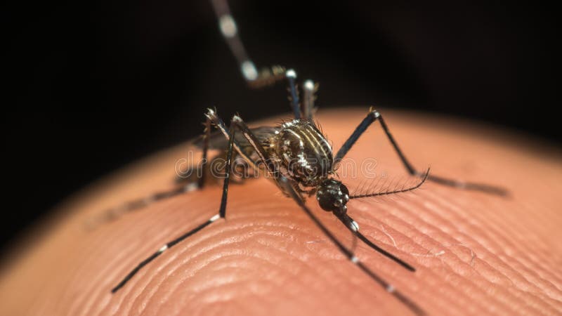 Macro of mosquito (Aedes aegypti) sucking blood close up on the human skin. Mosquito is carrier of Malaria, Encephalitis, Dengue and Zika virus. Macro of mosquito (Aedes aegypti) sucking blood close up on the human skin. Mosquito is carrier of Malaria, Encephalitis, Dengue and Zika virus