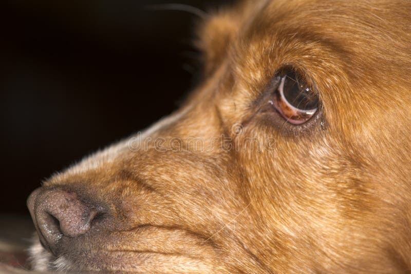Macro del naso di cane fotografia stock Macro del naso di cane fotografia stock