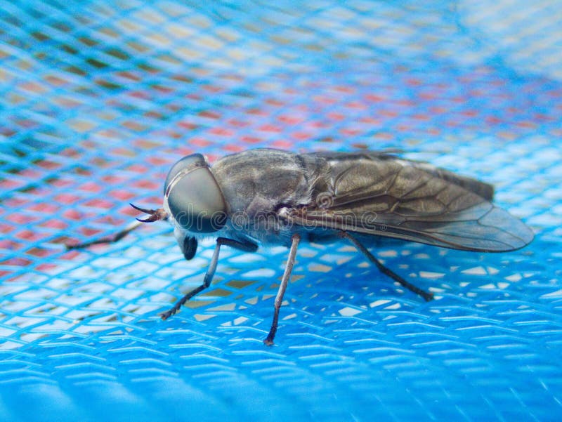 Macro del tafano, macro di Tabanus fotografia stock libera da diritti Macro del tafano, macro di Tabanus fotografia stock libera da diritti