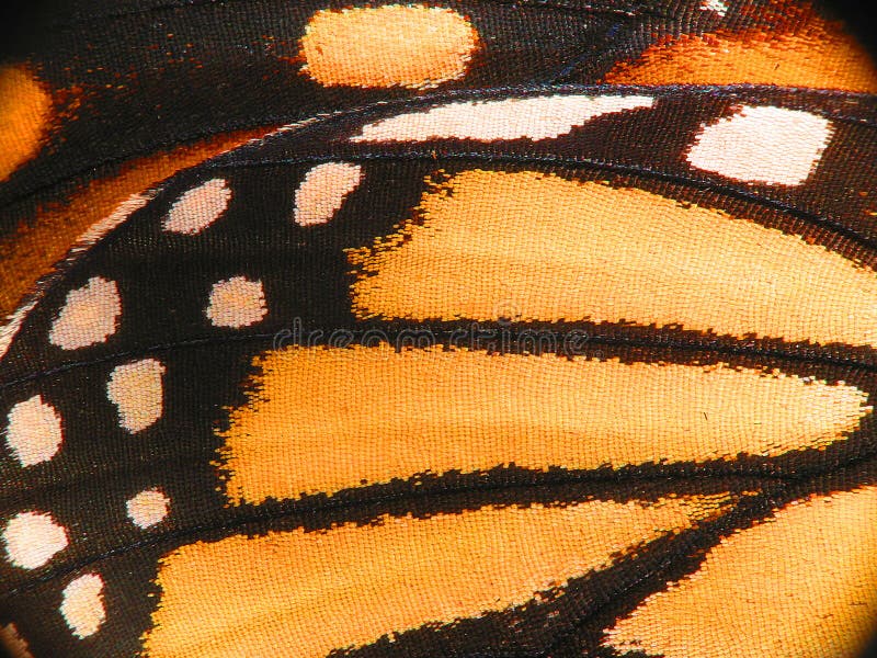 Macro dell'ala della farfalla di monarca