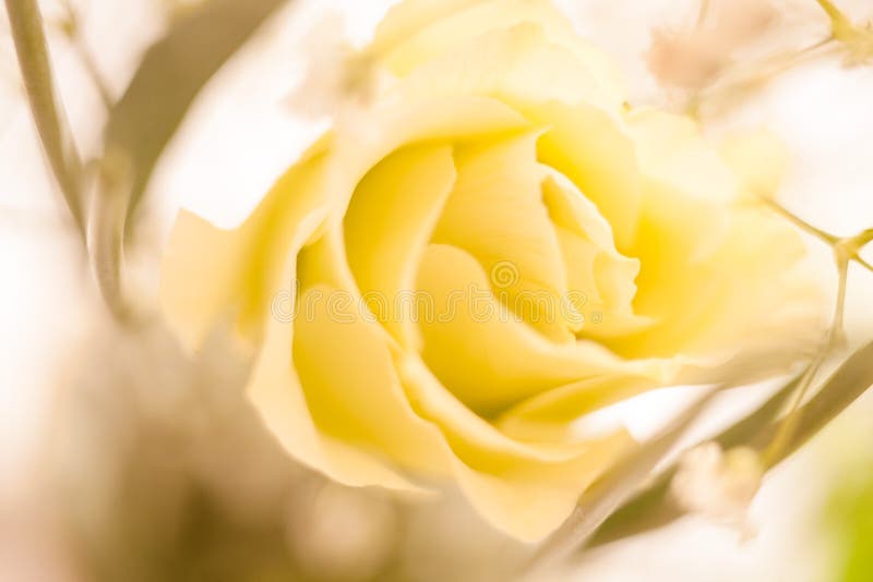 Macro dell'estratto della rosa di bianco fotografie stock libere da diritti Macro dell'estratto della rosa di bianco fotografie stock libere da diritti