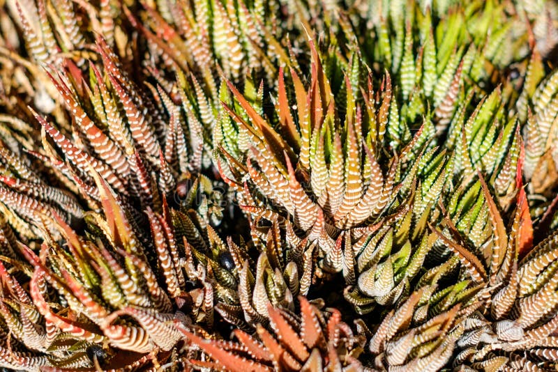 Macro della pianta del cactus dell'aloe - pianta succulente fotografie stock