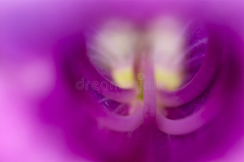 Macro dentro de una flor rosada foto de archivo Macro dentro de una flor rosada foto de archivo