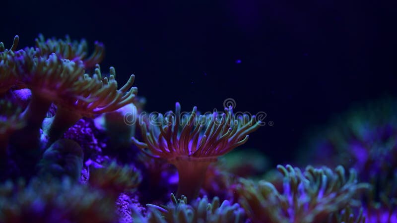 Macro des animaux d'anémones de mer Vidéo 4 k nature nature océan bleu couleur 4 k macro vidéo fermeture