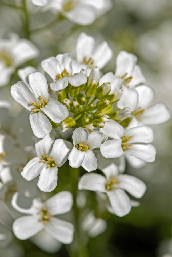 Macro des petites fleurs blanches d'Arabis sturii images libres de droits