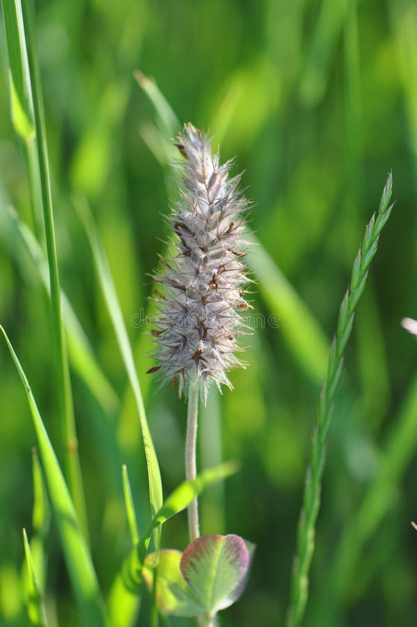 Grass seeds stock image. Image of calm, dunes, meadow 117090621