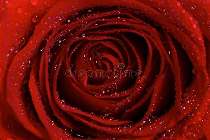 Macro of Dew Droplets of Water on a Red Rose