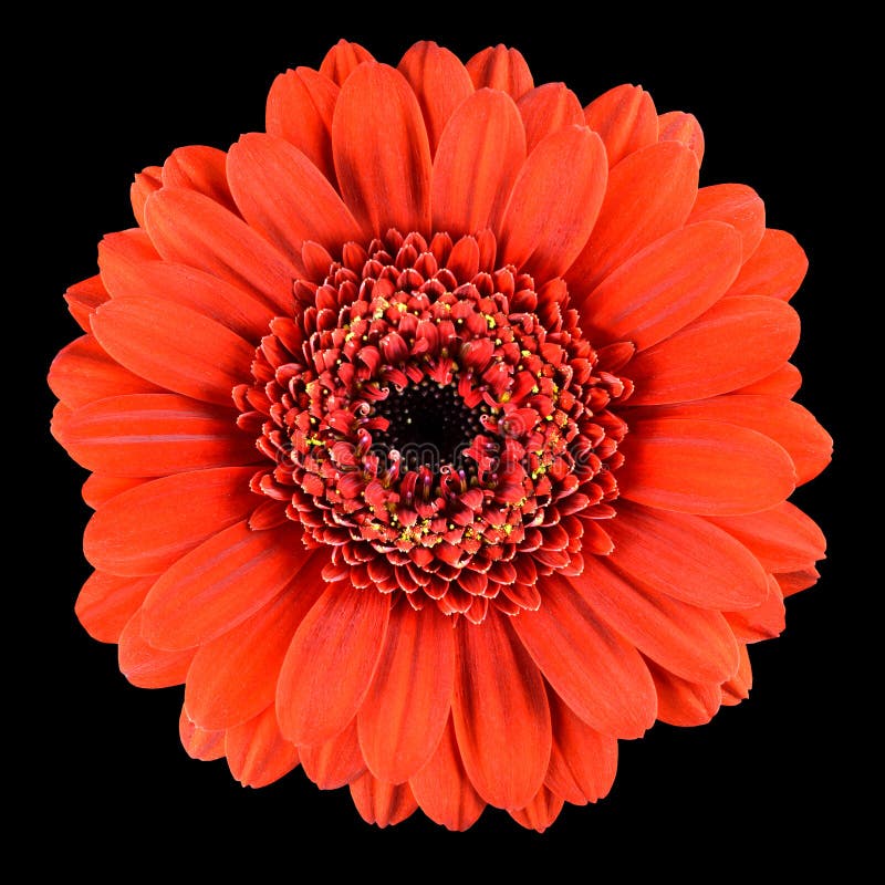 Macro di bello fiore arancio della gerbera isolato sul nero immagini stock libere da diritti Macro di bello fiore arancio della gerbera isolato sul nero immagini stock libere da diritti
