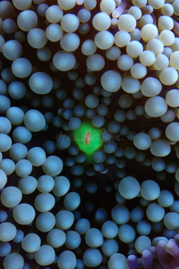 Macro di corallo blu e verde caraibica in tensione del primo piano fotografia stock Macro di corallo blu e verde caraibica in tensione del primo piano fotografia stock