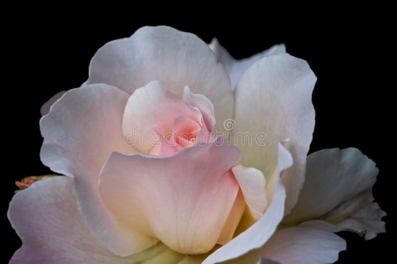 Macro di pallido - priorità bassa nera della Rosa di tè dentellare fotografie stock Macro di pallido - priorità bassa nera della Rosa di tè dentellare fotografie stock