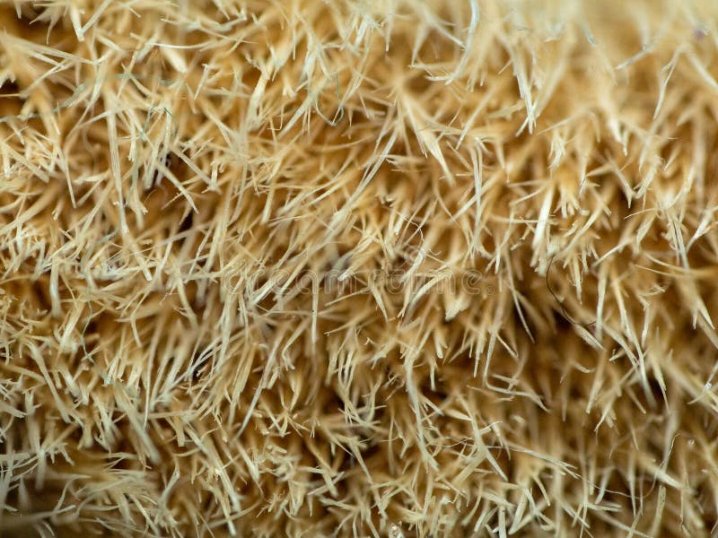 Macro di setole di pennello immagini stock Macro di setole di pennello immagini stock