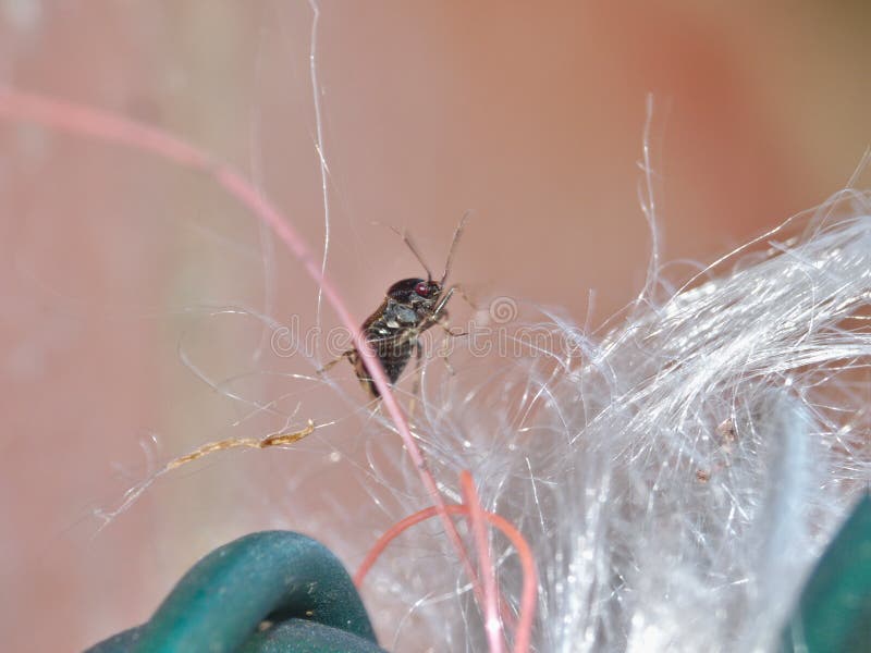 Macro dicht omhoog geschoten van een uiterst klein insect op mijn die handfoto in het UK wordt genomen stock afbeelding Macro dicht omhoog geschoten van een uiterst klein insect op mijn die handfoto in het UK wordt genomen stock afbeelding