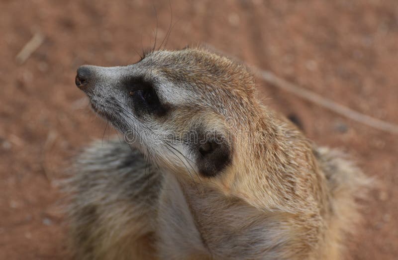 Macro Dichte Omhooggaand van het Gezicht van een Meerkat royalty-vrije stock foto Macro Dichte Omhooggaand van het Gezicht van een Meerkat royalty-vrije stock foto