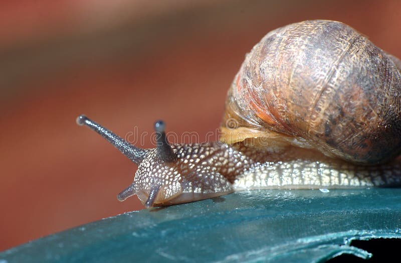 Macro shot of a snail. Macro shot of a snail