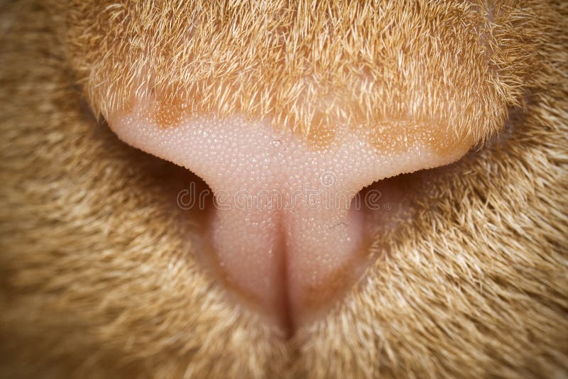 Macro do close up do nariz do gato