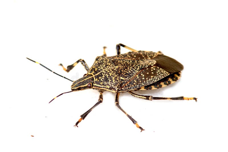 Shield bug macro shot on white background. Shield bug macro shot on white background.