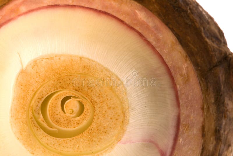 Isolated macro image of a yam. Isolated macro image of a yam.