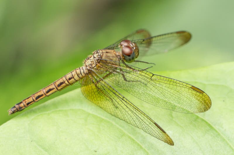 Macro of dragonfly, side view royalty free stock image