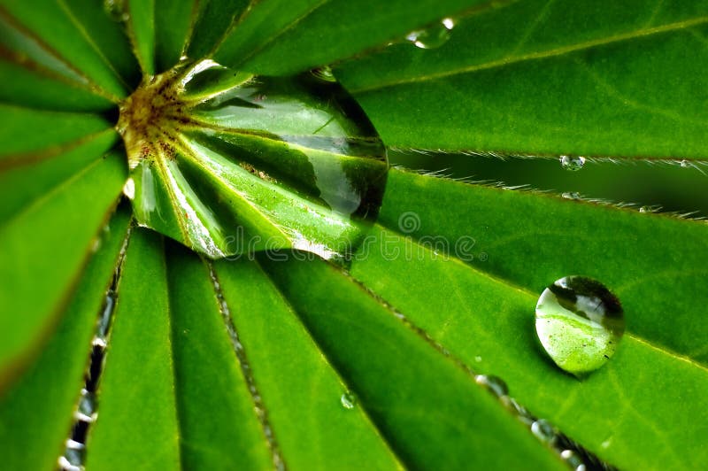 Macro drops of water