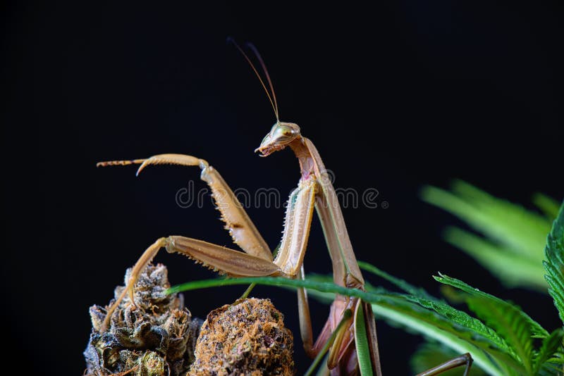 Macro détail d'une OIN chinoise de mante de prière (sinensis de Tenodera) images stock Macro détail d'une OIN chinoise de mante de prière (sinensis de Tenodera) images stock
