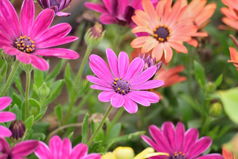 Fleurs De Marguerite De Couleur Rouge Photos Stock Téléchargez 13,891