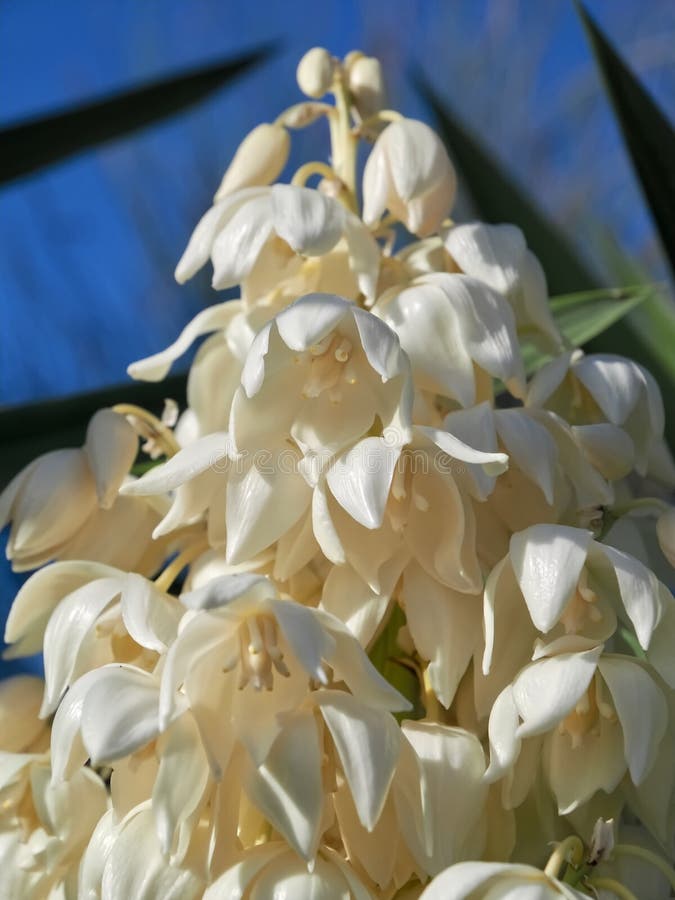 Macro of the Edible Blossoms of a Yucca Palm Plant Stock Photo Image of botanical, colours