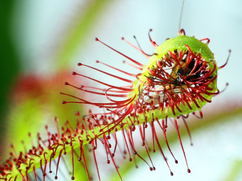 Macro estupenda de la drosera hermosa (drosera) insecto catched por la planta imagen de archivo Macro estupenda de la drosera hermosa (drosera) insecto catched por la planta imagen de archivo