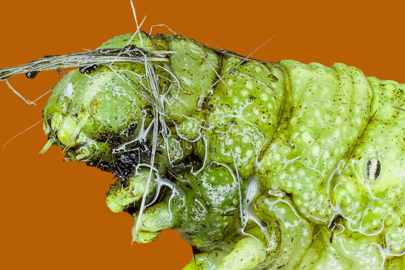 Macro extremo de una oruga verde fotos de archivo