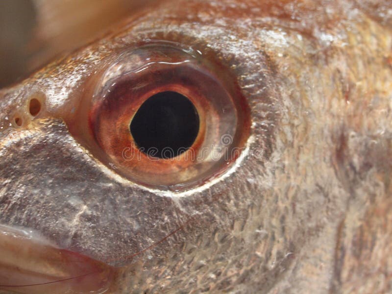 macro fish and consume bait macro fish and consume bait