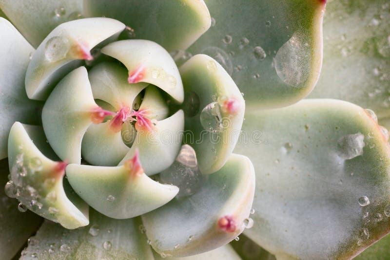 Macro famiglia succulente di crassulaceae del ` di parva di Echeveria del ` della pianta del primo piano con le gocce di acqua su fotografia stock libera da diritti