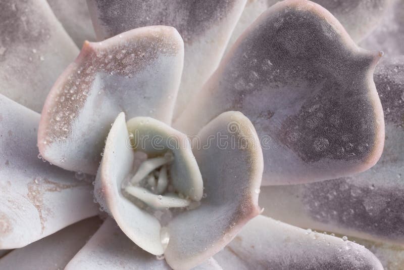 Macro famiglia succulente di crassulaceae del ` di parva di Echeveria del ` della pianta del primo piano con le gocce di acqua su fotografia stock libera da diritti