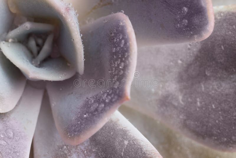 Macro famiglia succulente di crassulaceae del ` di parva di Echeveria del ` della pianta del primo piano con le gocce di acqua su fotografia stock