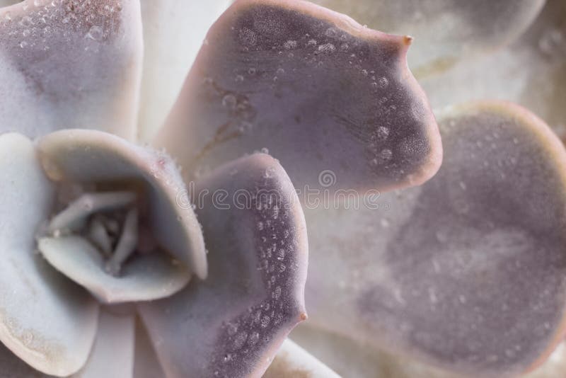 Macro famiglia succulente di crassulaceae del ` di parva di Echeveria del ` della pianta del primo piano con le gocce di acqua su fotografia stock