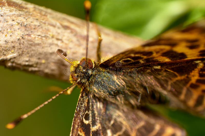 Macro Farfalla Di Un Afrodite Di Speyeria O Di Aphrodite Fritillary Che