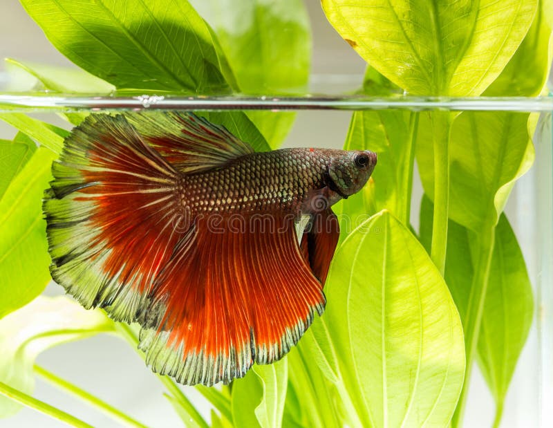 wild macro fish wild macro fish