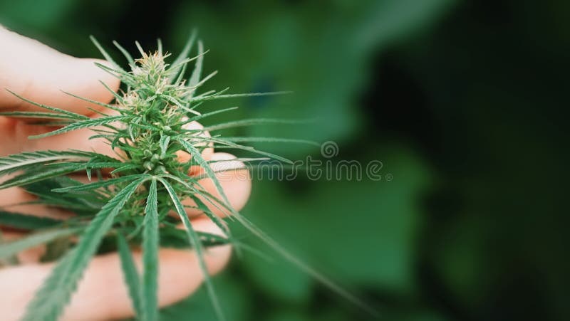 Macro fin des mains de scientifique vérifiant des usines de chanvre Concept de médecine parallèle de fines herbes, huile de CBD M image libre de droits Macro fin des mains de scientifique vérifiant des usines de chanvre Concept de médecine parallèle de fines herbes, huile de CBD M image libre de droits