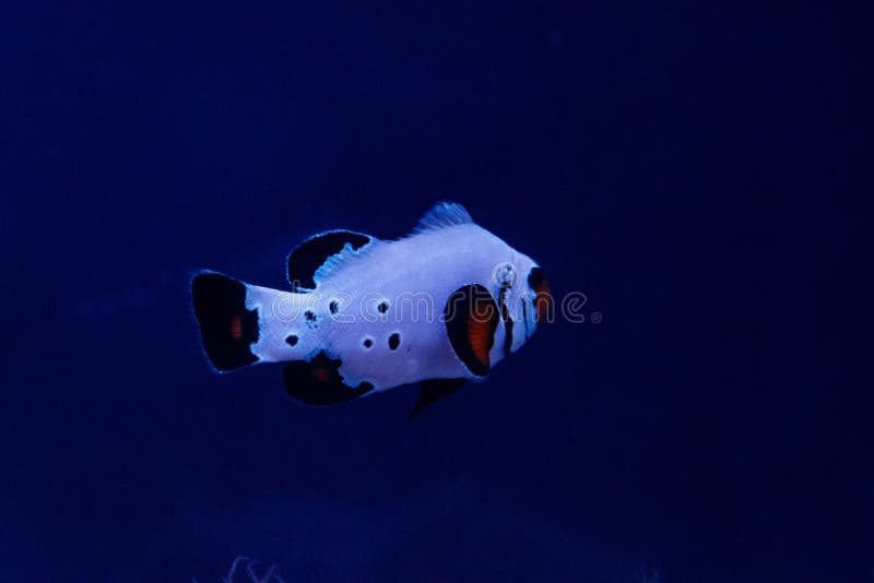 vdict macro fish vdict macro fish