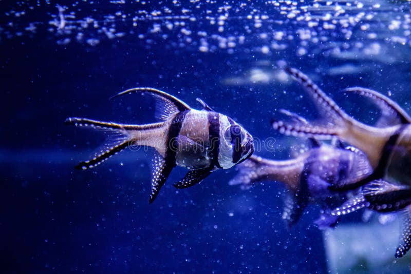 wild macro fish wild macro fish