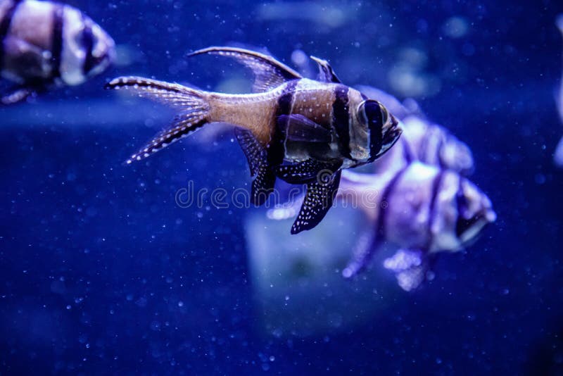 macro fish macro fish