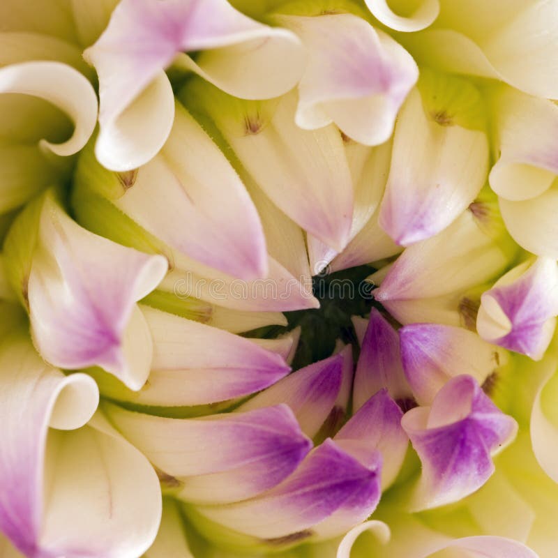 Macro fleur de dahlia de Nepos carrée