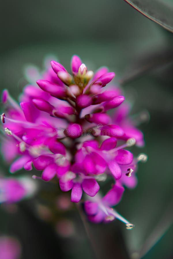 Macro fleur de Hebe de vue. Macro pourpre de fleur de Hebe de vue