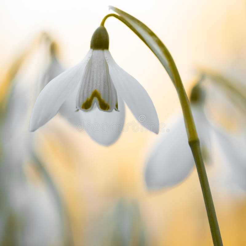 Macro fleur de ressort - perce-neige Gallanthus d'isolement sur le fond blanc images stock Macro fleur de ressort - perce-neige Gallanthus d'isolement sur le fond blanc images stock