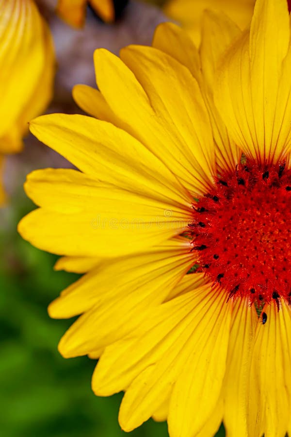 Macro fleur jaune lumineuse et colorée d'été photos stock Macro fleur jaune lumineuse et colorée d'été photos stock