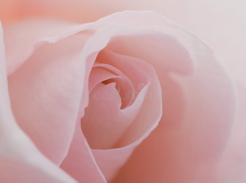 Macro flower beautiful rose royalty free stock photography