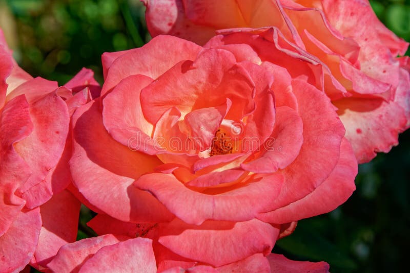 Macro of Flower Head of Pink Blooming Rose. Stock Photo - Image of ...