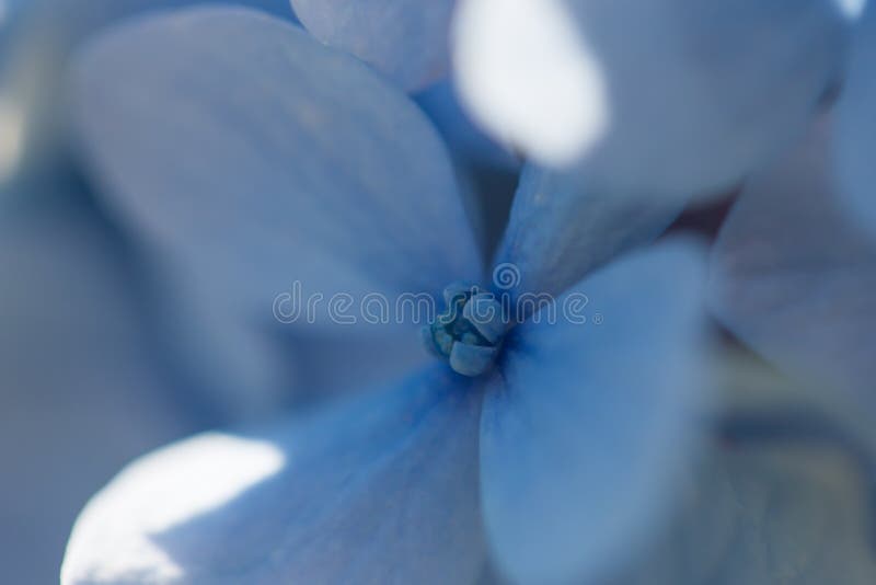 Macro Flower Petals in Blue Stock Photo Image of baby, abstract 78170642