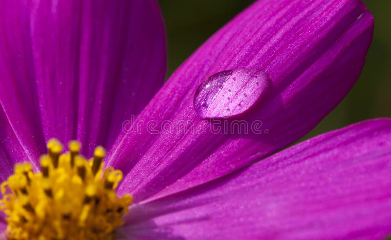 Macro Flower Water Drop
